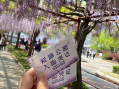 -嘉定紫藤园
