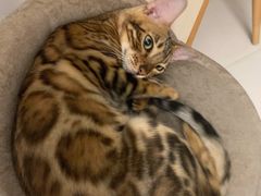 -瑞鹏宠物医院·骨科·猫科·内科(第一中心)