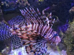 -太平洋海底世界