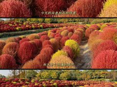 -花开海上生态园