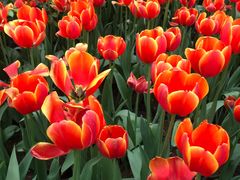 -南宫五洲植物乐园