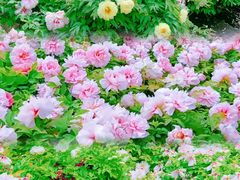 -莲花池公园