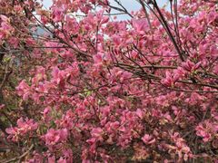 -木兰云雾山