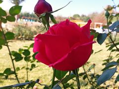 -武汉紫薇都市田园