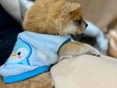 -逗柴咖啡屋·狗咖猫咖宠物桌游