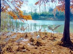 -溱湖国家湿地公园