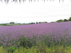 -紫颐香薰山谷景区