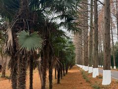 -黄海国家森林公园