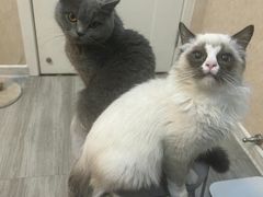 -欣宠猫屋·矮脚拿破仑·蓝金金渐层
