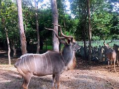 -清迈夜间动物园