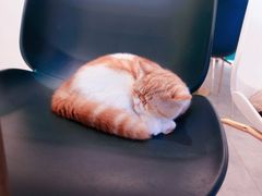 -飞行喵MR PILOT|猫舍·猫咖(静安大融城店)