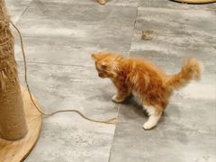 -楼上猫咖(罗湖店)