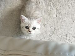 -momokira米努特·德文卷毛猫·棉花面纱犬