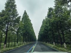 -黄海国家森林公园