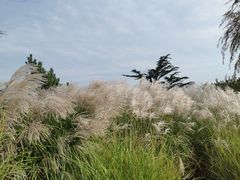 -羊亭河湿地公园