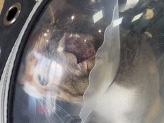 -中农大我爱我爱动物医院·核磁CT·猫病·24小时夜诊中心(石佛营店)