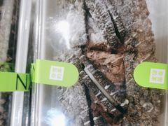 -奈雪的茶(大悦城店)