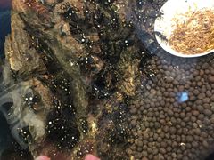 -上海大自然野生昆虫馆(东方明珠·爬宠昆虫探索中心)