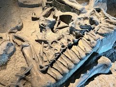 -自贡恐龙博物馆