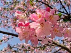 -上海港国际客运中心