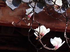 -龙华寺