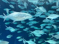 -上海海洋水族馆
