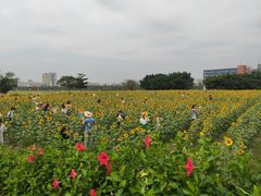 -光明小镇欢乐田园