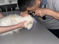 -爱侣宠医·鹦鹉专科·小型哺乳类·异宠专科(灵石路店)