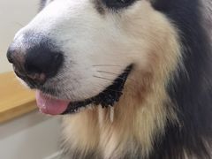 -李小姐の猫咖啡馆(五角场店)