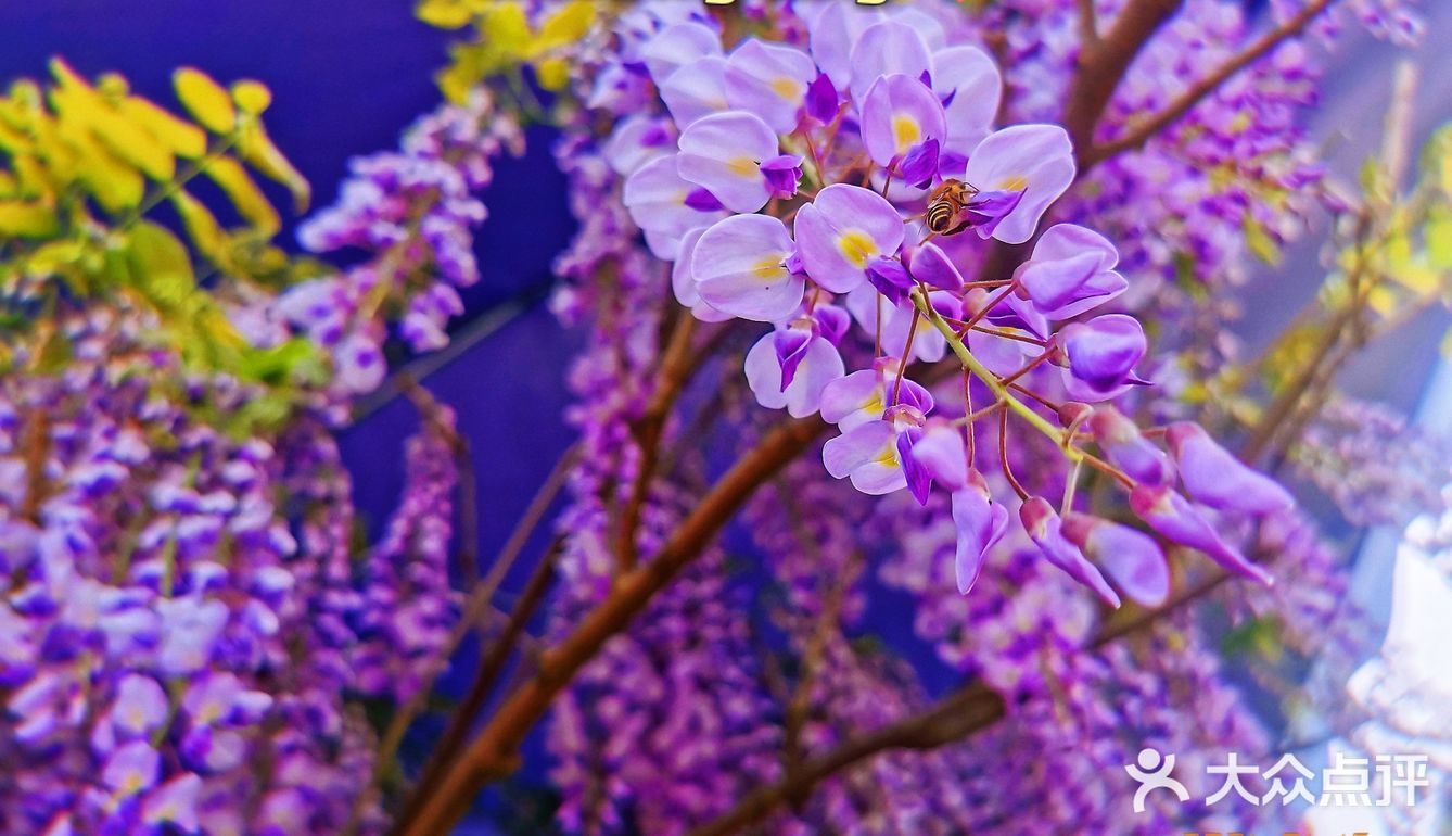 繁花似锦觅安宁
