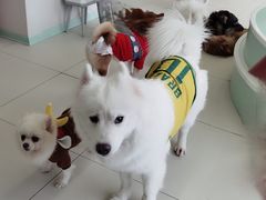 -怪兽屋·羊驼·猫咖·狗咖(俊华广场店)