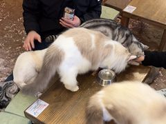 -猫猫幼稚园·撸猫·桌游·电玩