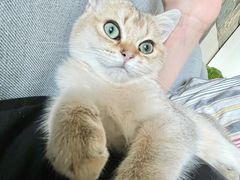 -猫大福·Fortune Cat猫舍(百子湾店)