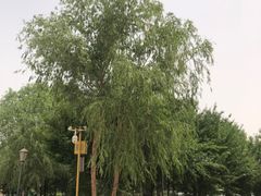 -库木塔格沙漠
