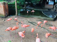 -清迈夜间动物园