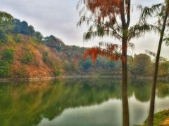 -王借岗森林公园
