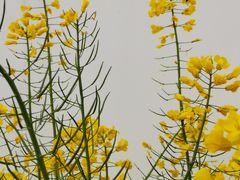 -武汉紫薇都市田园