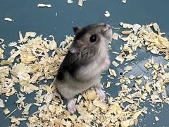 -博特宠物医院24h犬猫全科.骨科·异宠