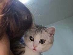 -宠爱国际动物医院· 猫科· 外科·中兽医(长白店)