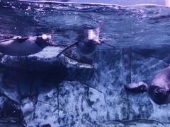 -暹罗海洋世界