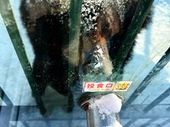 -横道河子东北虎林园