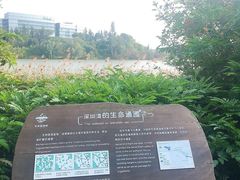 -华侨城湿地公园