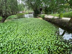 -溱湖国家湿地公园