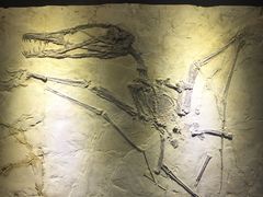 -陕西自然博物馆