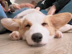 -浣熊柯尔鸭土拨鼠·电玩咖