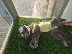 -关爱宠物医院·猫科中心·消化科(滨湖万达分院)