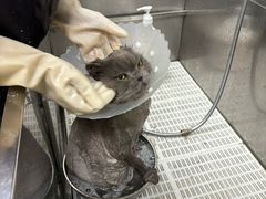 -北京观赏动物医院·24小时大型综合·猫专科·异宠专科