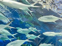 -上海海洋水族馆