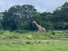 -奥兰多迪士尼动物王国乐园
