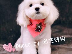 -喵汪宠物生活馆(涞坊路店)